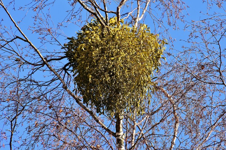 mistletoe-2081244_1920.jpg