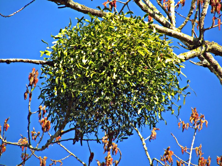 mistletoe-2684556_1920.jpg