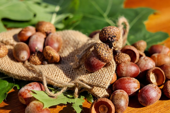 acorns-1710577_1920.jpg