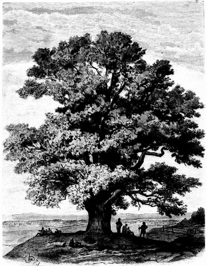 Dąb_Bartek_Wojciech_Gerson_1873.jpg