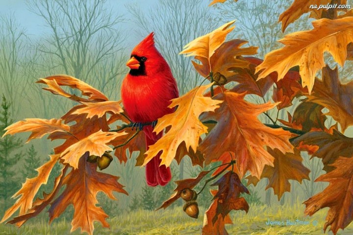 jesien-ptak-kardynal-galazka-debu.jpg