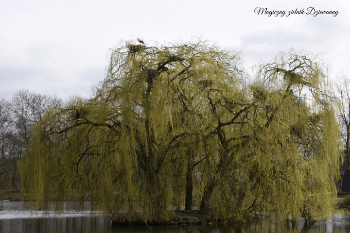 Magiczny zielnik Dziewanny.png