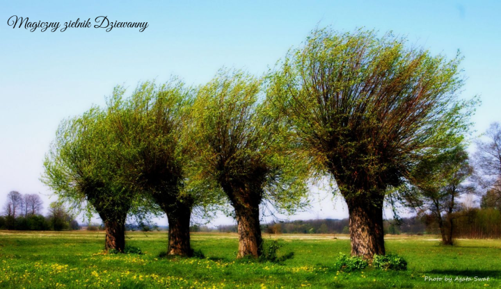 Magiczny zielnik Dziewanny.png