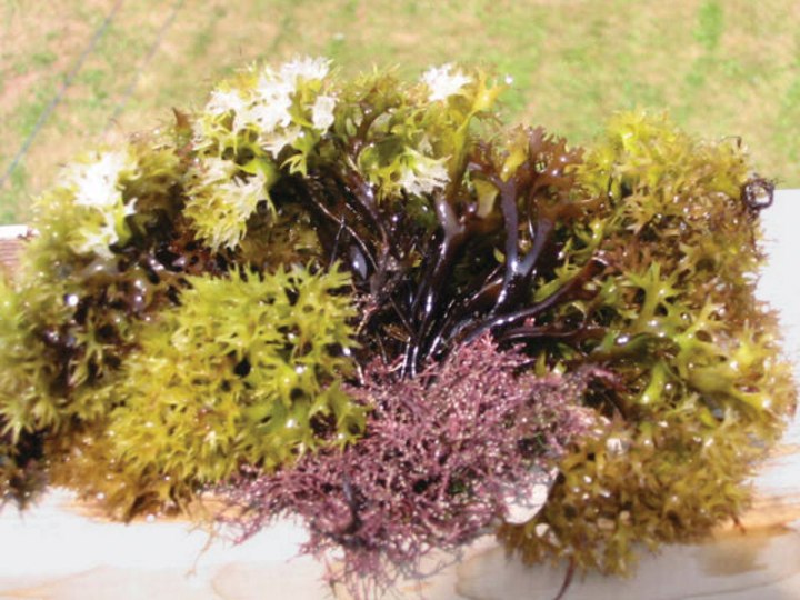 moss-colours-Irish-range-purple-yellow.jpg
