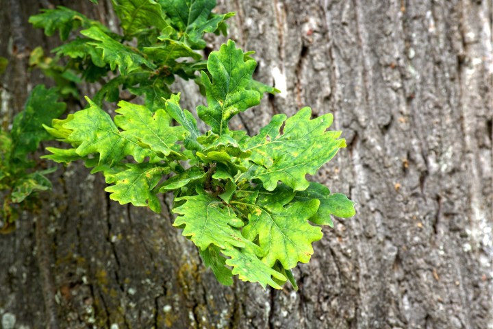 oak-leaves-1450553_1920.jpg