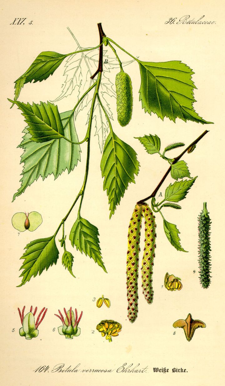 1200px-Illustration_Betula_pendula0.jpg