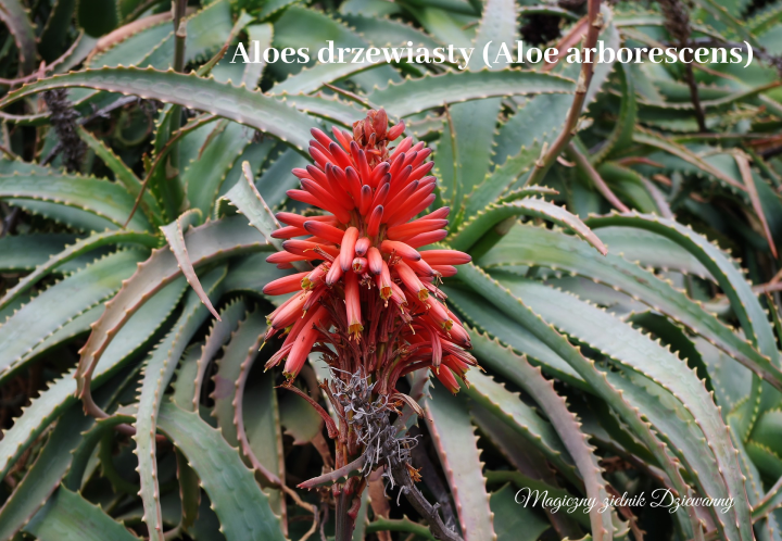 Aloes drzewiasty Aloe arborescens.png