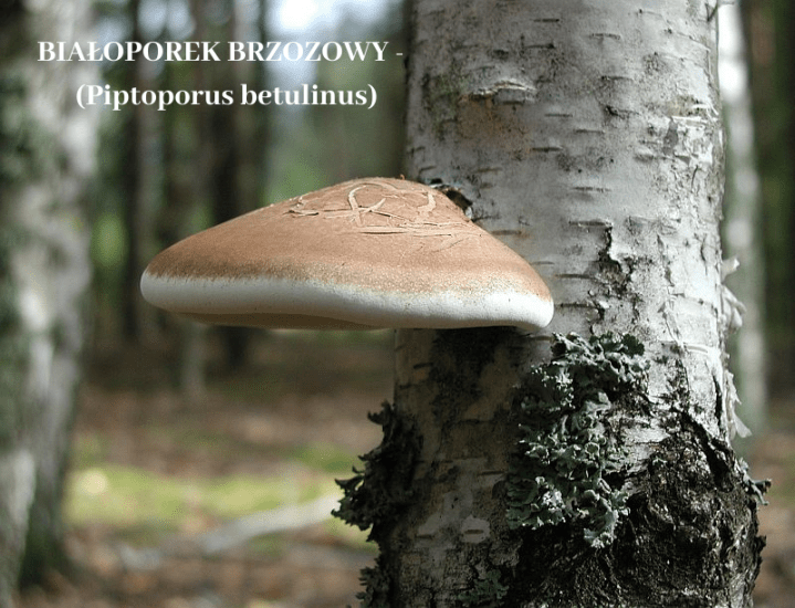 BIAŁOPOREK BRZOZOWY - (Piptoporus betulinus).png