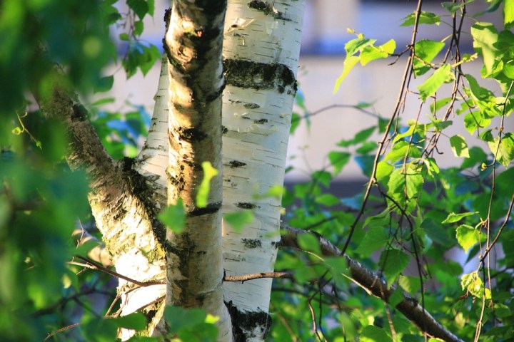birch-2539128_960_720