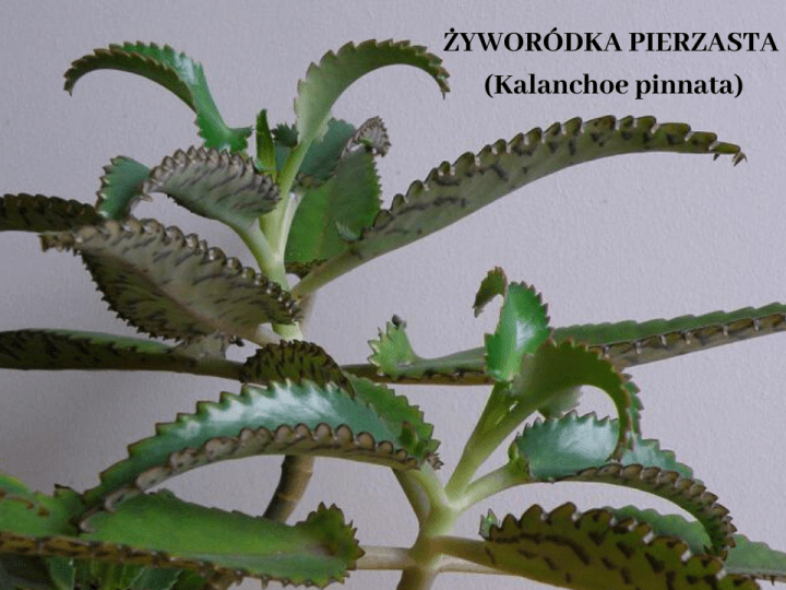 ŻYWORÓDKA PIERZASTA (Kalanchoe pinnata).png