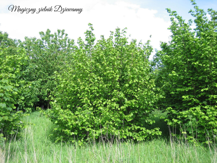 Magiczny zielnik Dziewanny.png