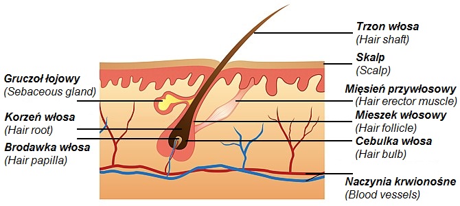 przekroj-podluzny-wlosa.jpg