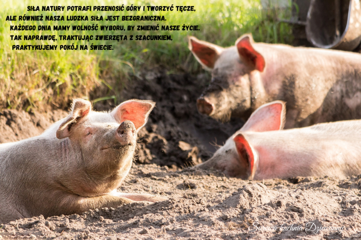 Siła natury potrafi przenosić góry i tworzyć tęcze, ale również nasza ludzka siła jest bezgraniczna. Każdego dnia mamy wolność wyboru, by zmienić nasze życie. Tak naprawdę, traktując zwierzęta z szacunkiem, praktykuj.png