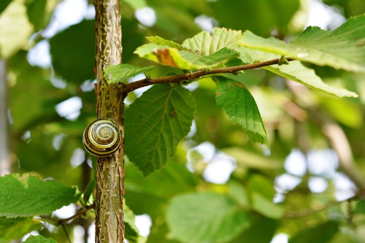 snail-1591701_1920.jpg