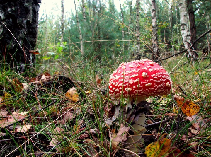 toadstool-g415e54151_1920