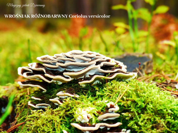 WROŚNIAK RÓŻNOBARWNY Coriolus versicolor.png
