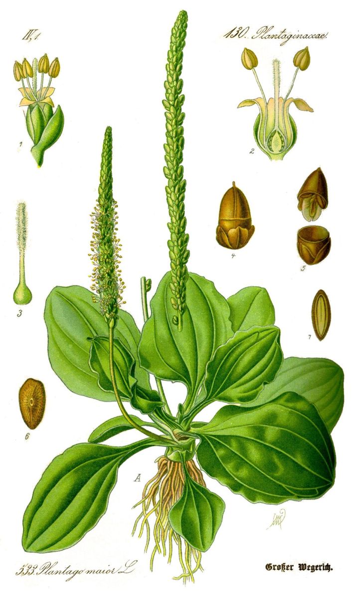 1200px-Illustration_Plantago_major0_clean.jpg