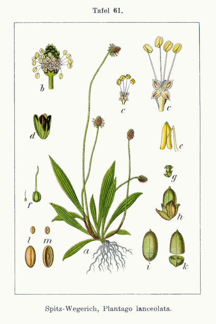 Plantago_lanceolata_Sturm61.jpg