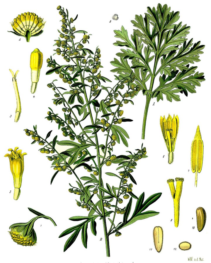 1200px-Artemisia_absinthium_-_Köhler–s_Medizinal-Pflanzen-164