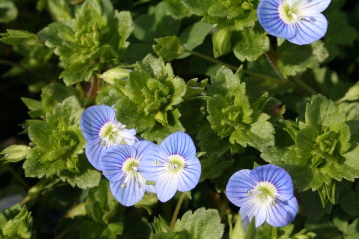 1200px-Veronica_persica_060403Fw
