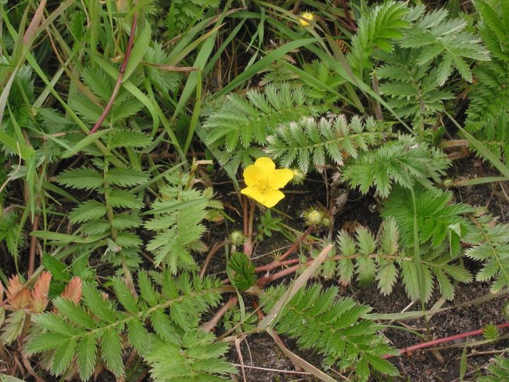 1200px-Zilverschoon_plant_Potentilla_anserina