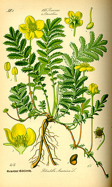 220px-Illustration_Potentilla_anserina0
