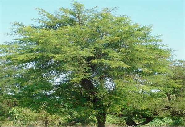 Acacia-catechu3.jpg
