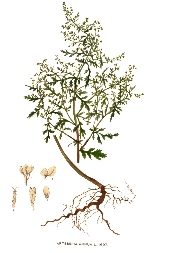 Artemisia_annua_-_001x