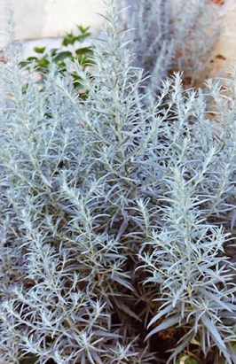 Artemisia_ludoviciana_var_albula_2