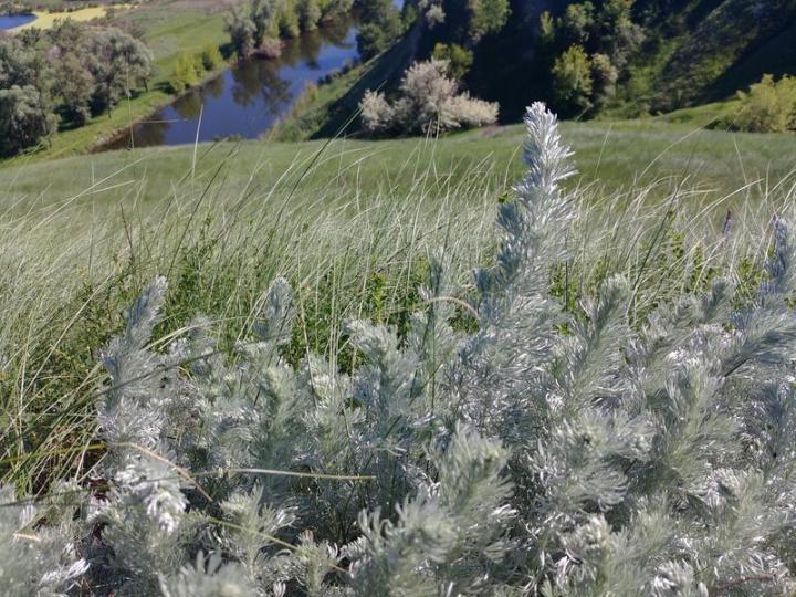 łąkowy-piołun-118616316