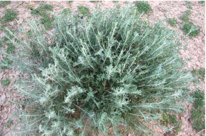 mage-of-Artemisia-herba-alba-plant-from-Boulmane-City-Middle-Atlas-Morocco