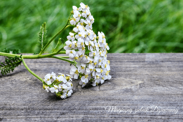 Magiczny zielnik Dziewanny(1).png
