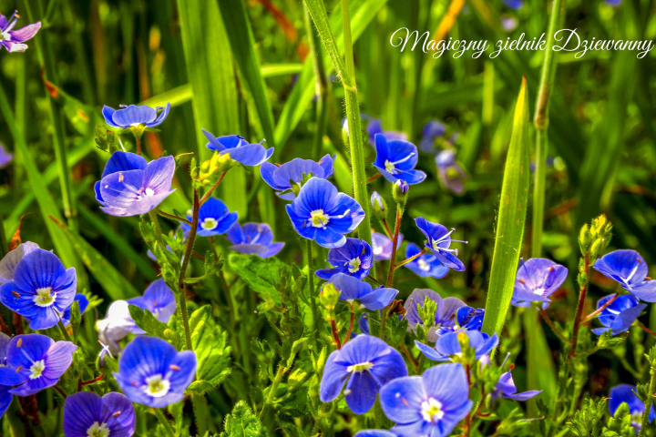 Magiczny zielnik Dziewanny(2)