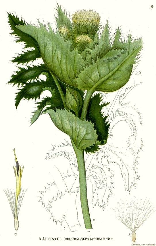 ostroc5bcec584-3_cirsium_oleraceum.jpg
