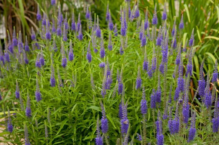 przetacznik_klosowy_627