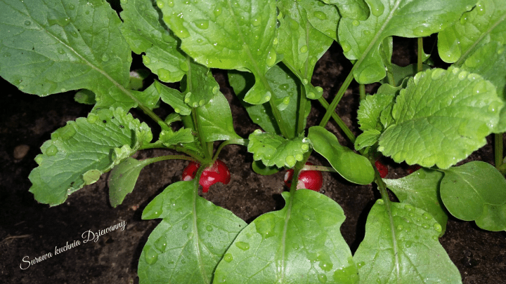 Surowa kuchnia Dziewanny(1).png