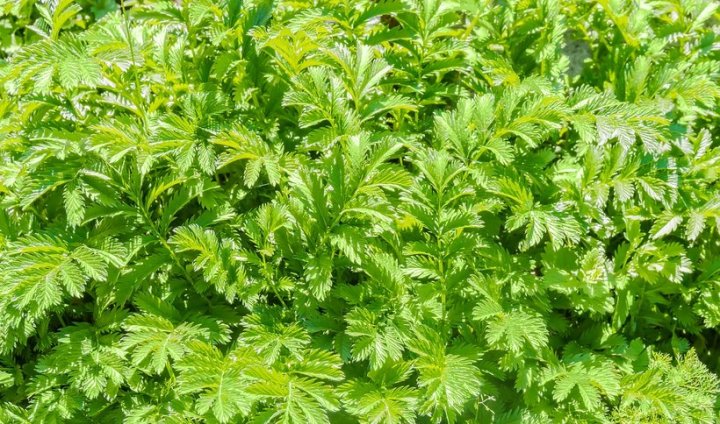 swieza-roslina-pieciornik-gesi-323369-article