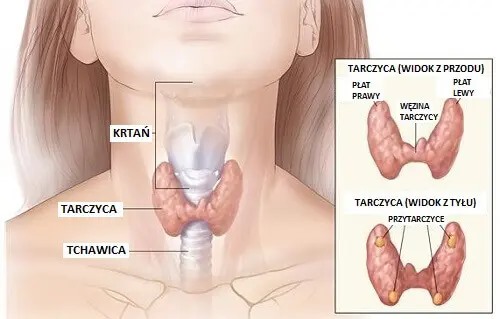 105478090_2037241173079940_7617381600086135773_n