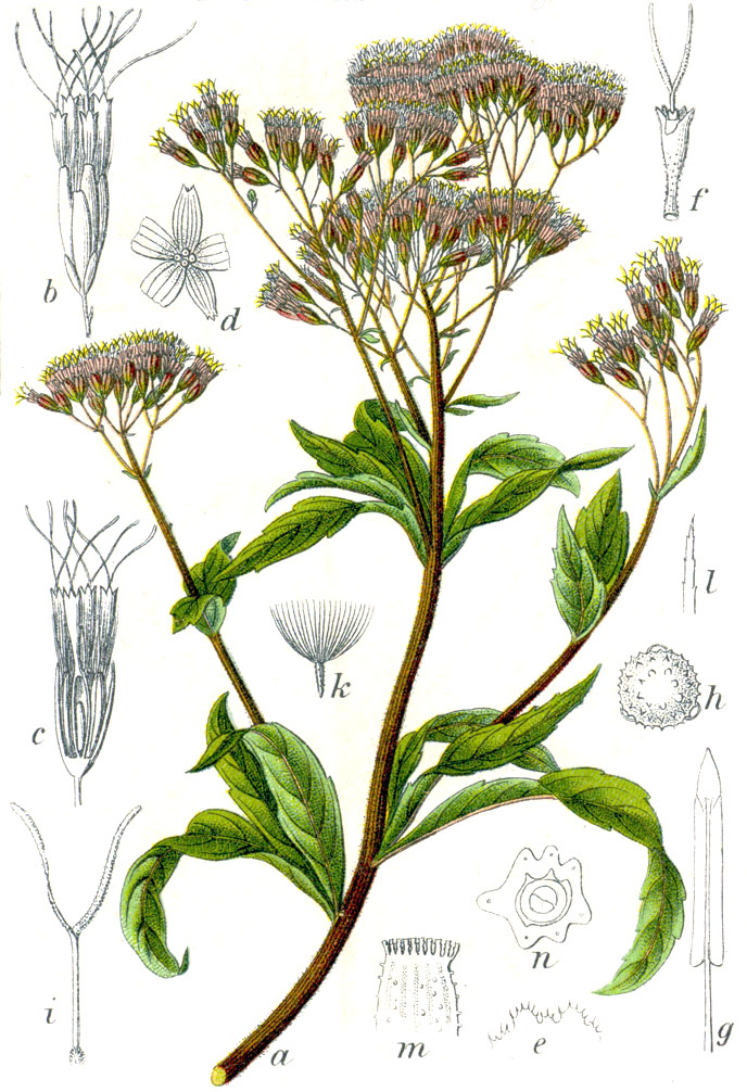 Eupatorium_cannabinum_Sturm4