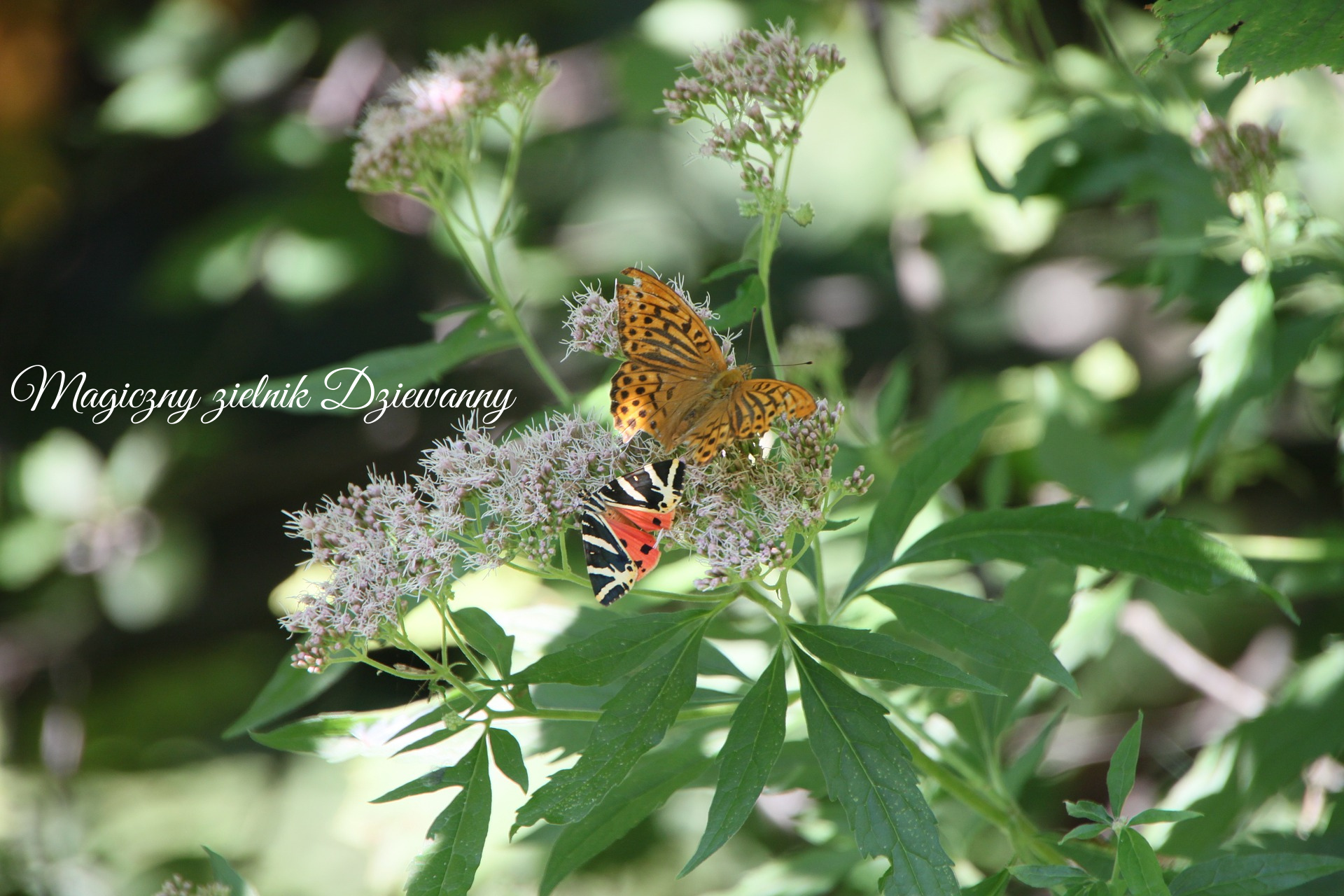 Magiczny zielnik Dziewanny