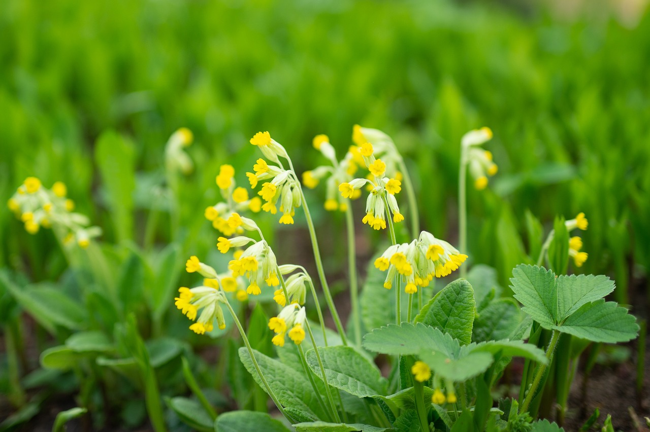 cowslip-6258654_1280