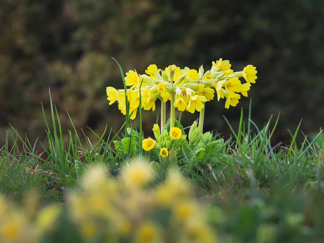 cowslips-7155467_1280